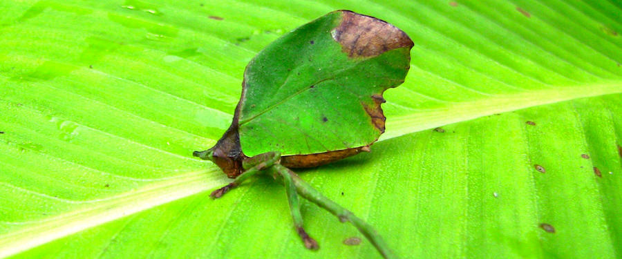 Costa Rican Leaf Katydid by Hoodoo2060