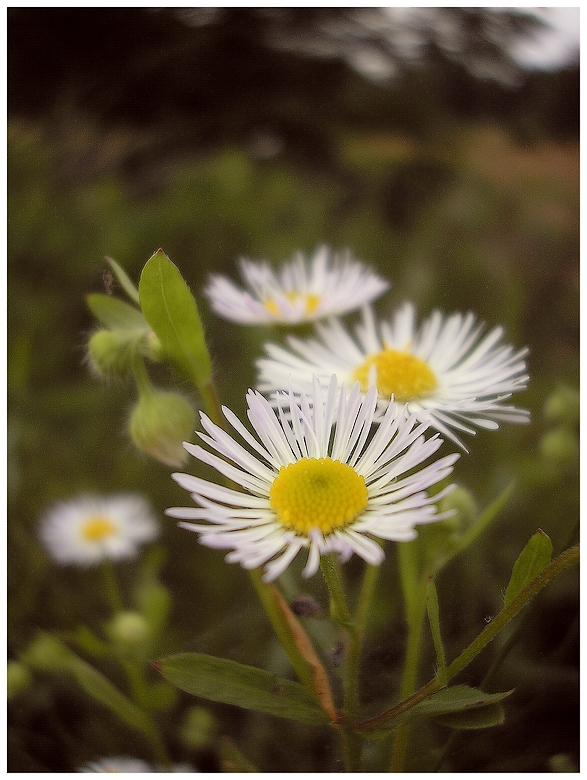 The Daisies