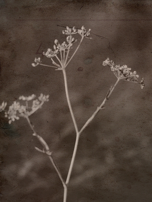 Sepia Weed