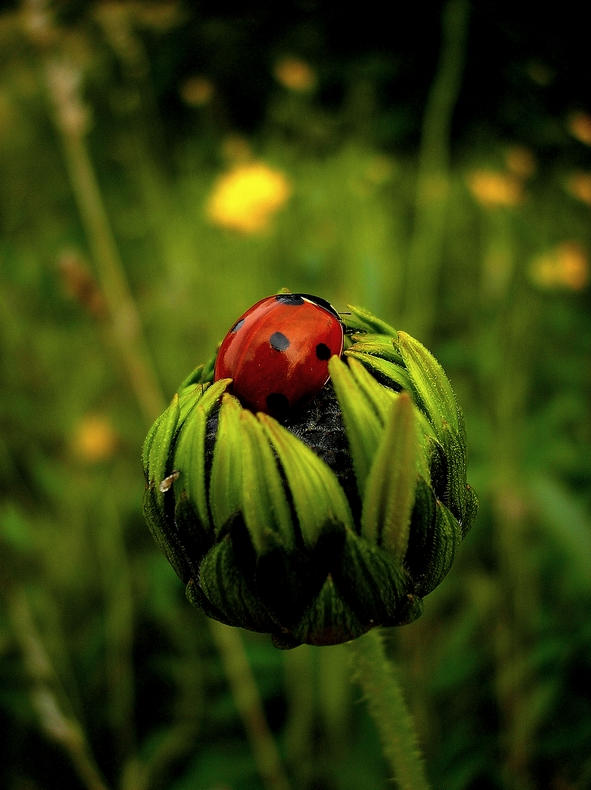 Lost Ladybird