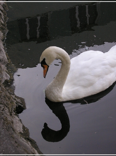 Swan from Hospital III