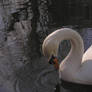 an ugly duckling