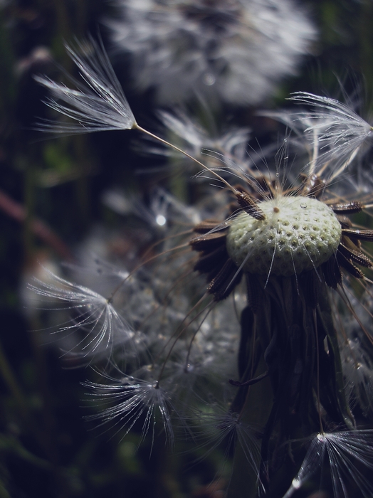 Taraxacum officinale