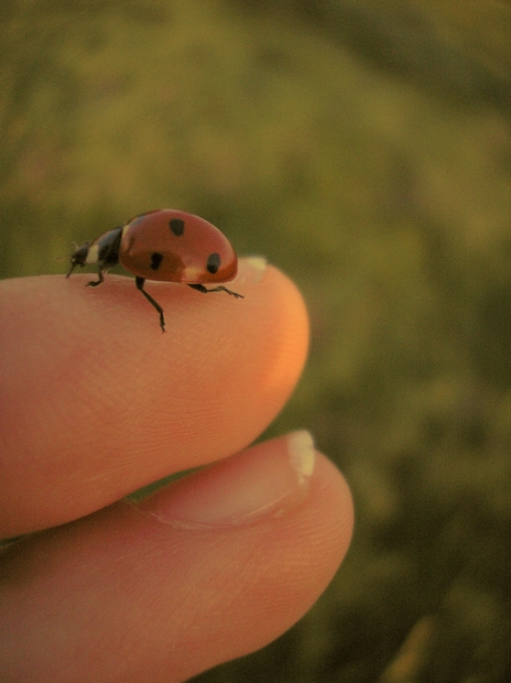 little ladybird