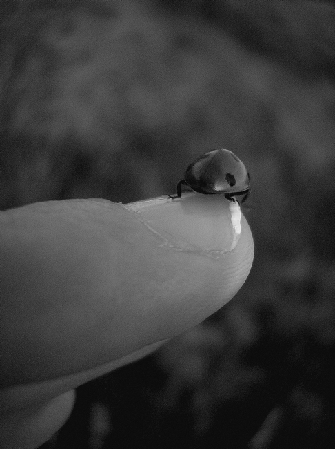 Ladybug in Black and White