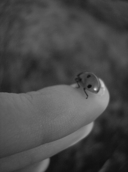 Ladybug