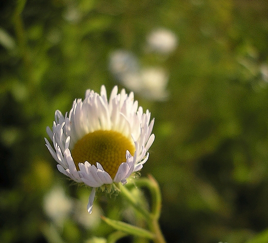 Daisy