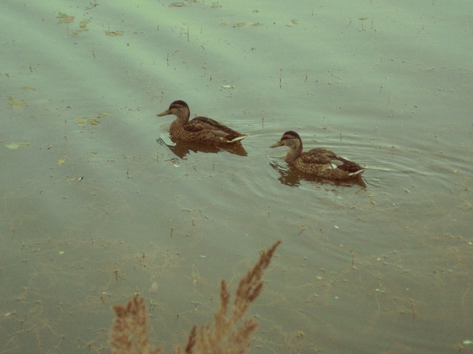 Ducks in Botanical Gardens