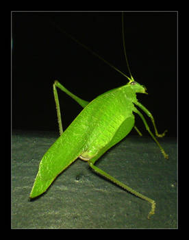 CostaRica Fauna, The Esperanza