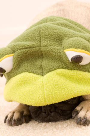 Frog Pug Sleeping by dosecreative