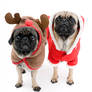 Cute Pugs, Isolated