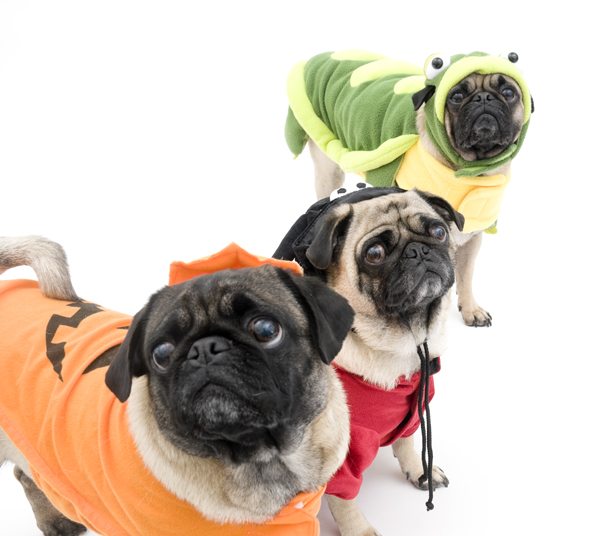 Halloween Pugs - Treat