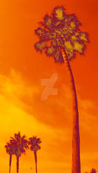 Yellow Orange Glow Palm Tree