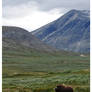 Musk ox...