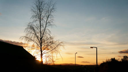 A tree from my garden (wide)