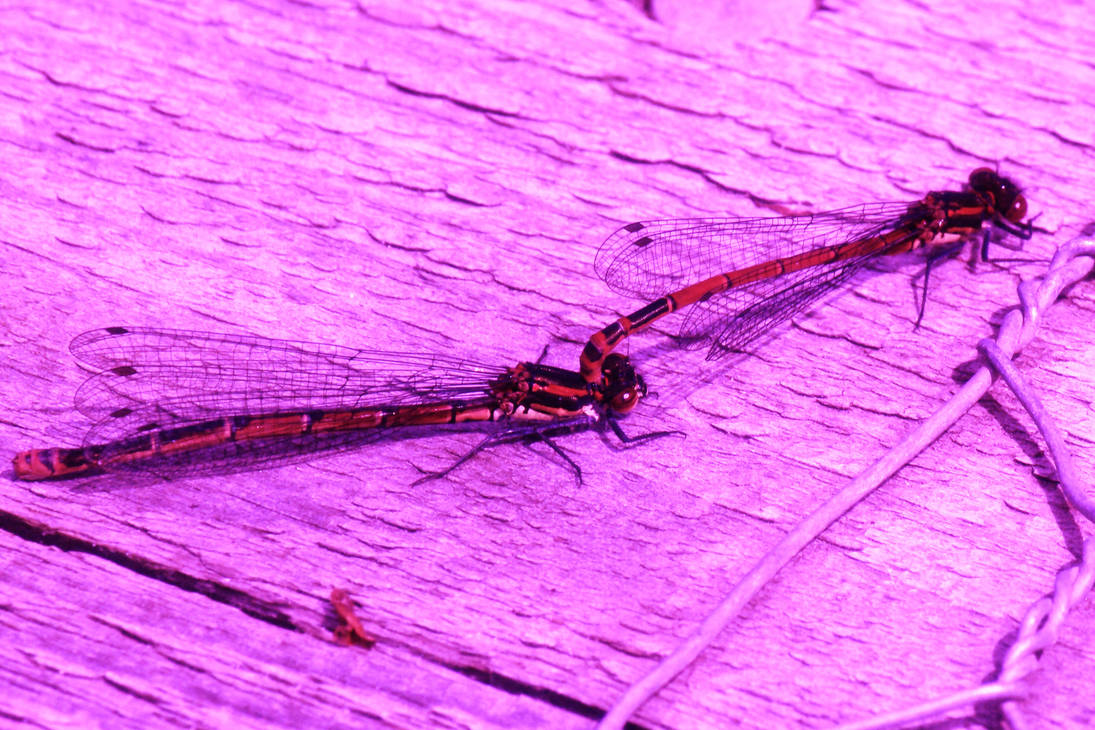 Touching Insects by vzzzbux on DeviantArt