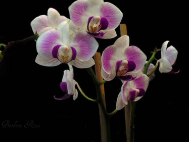 Orchids II