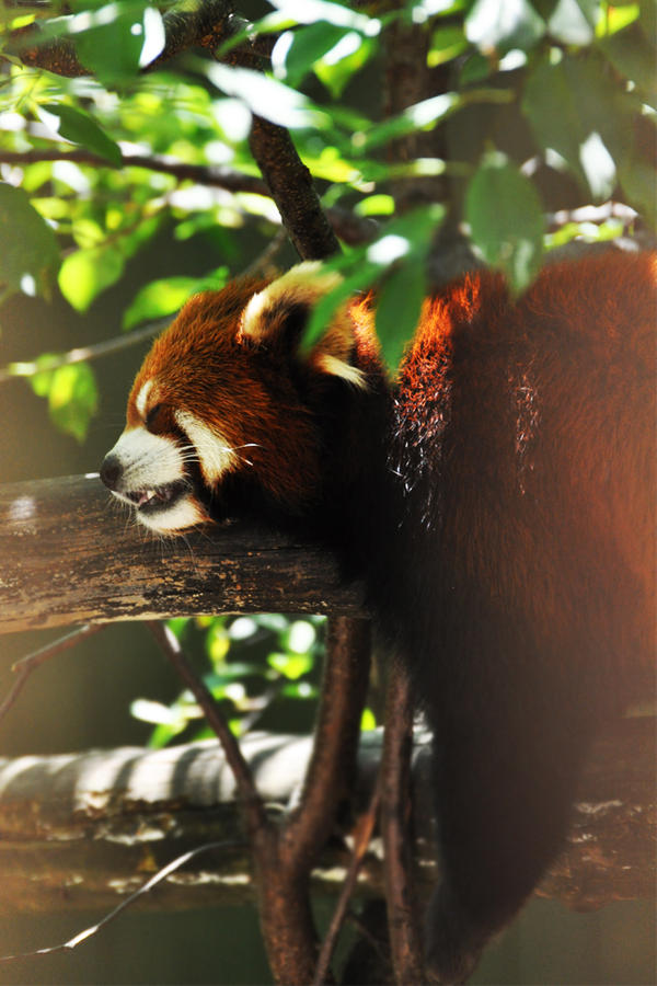 Sleepy Panda