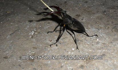 Lucanus cervus_02