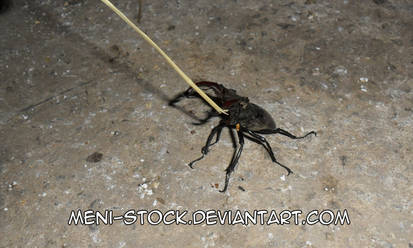 Lucanus cervus_03