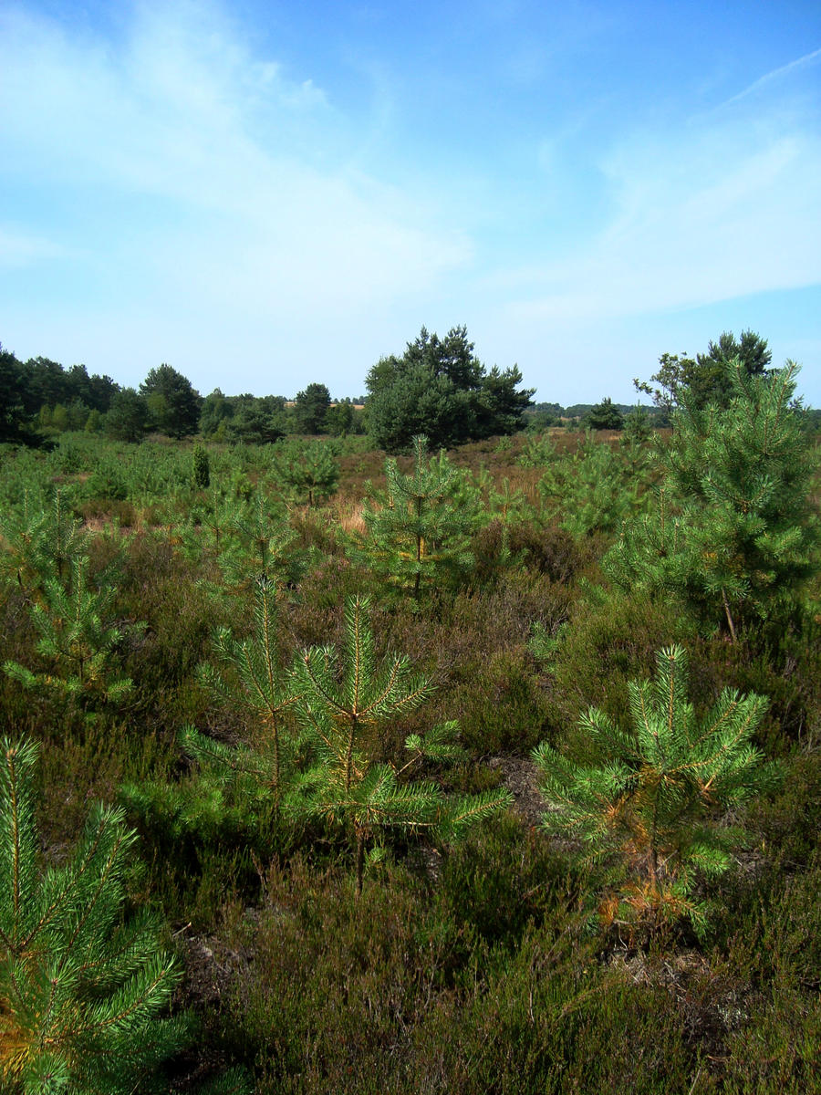 Lueneburg Heath