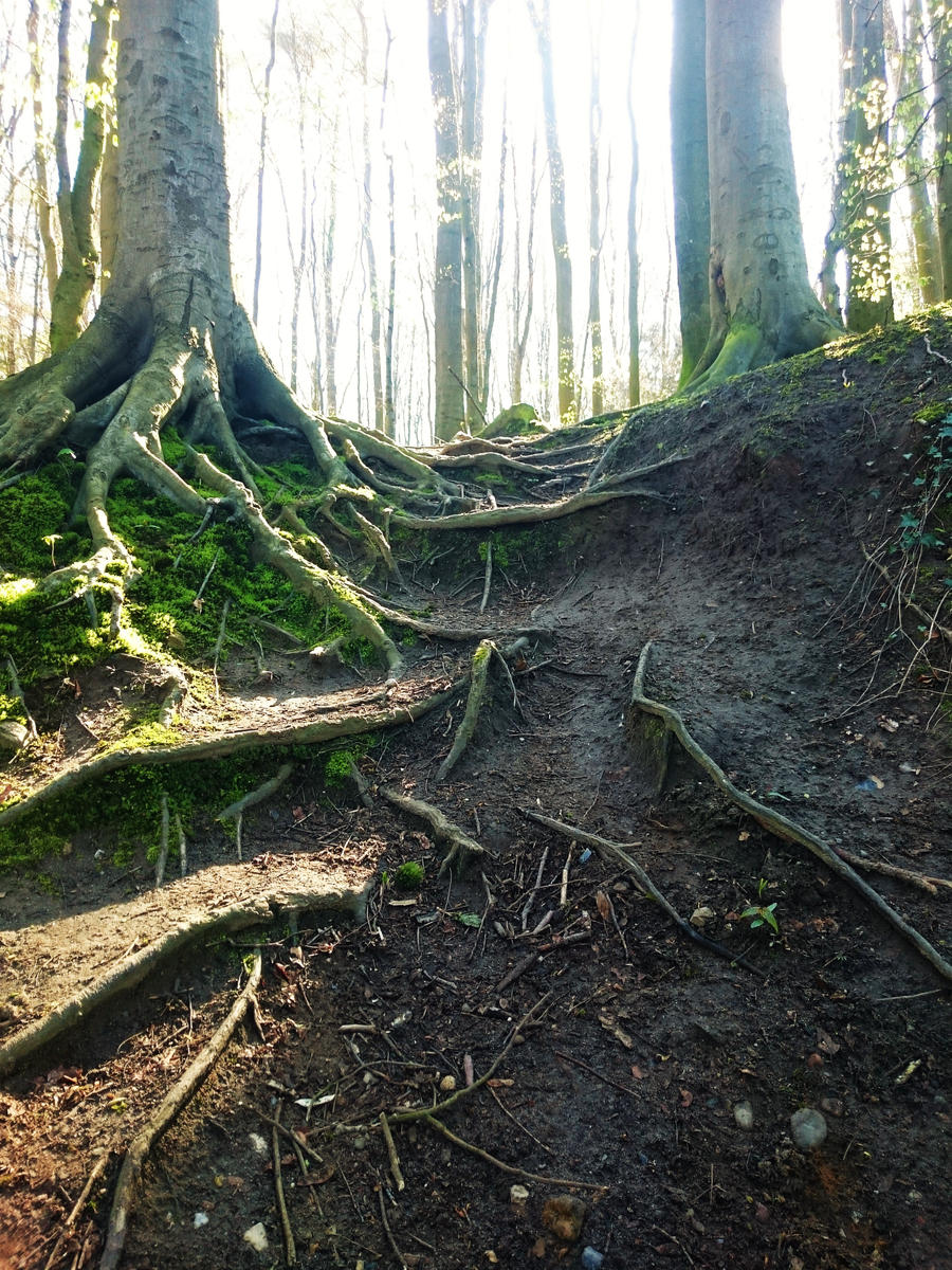 Root Stairs