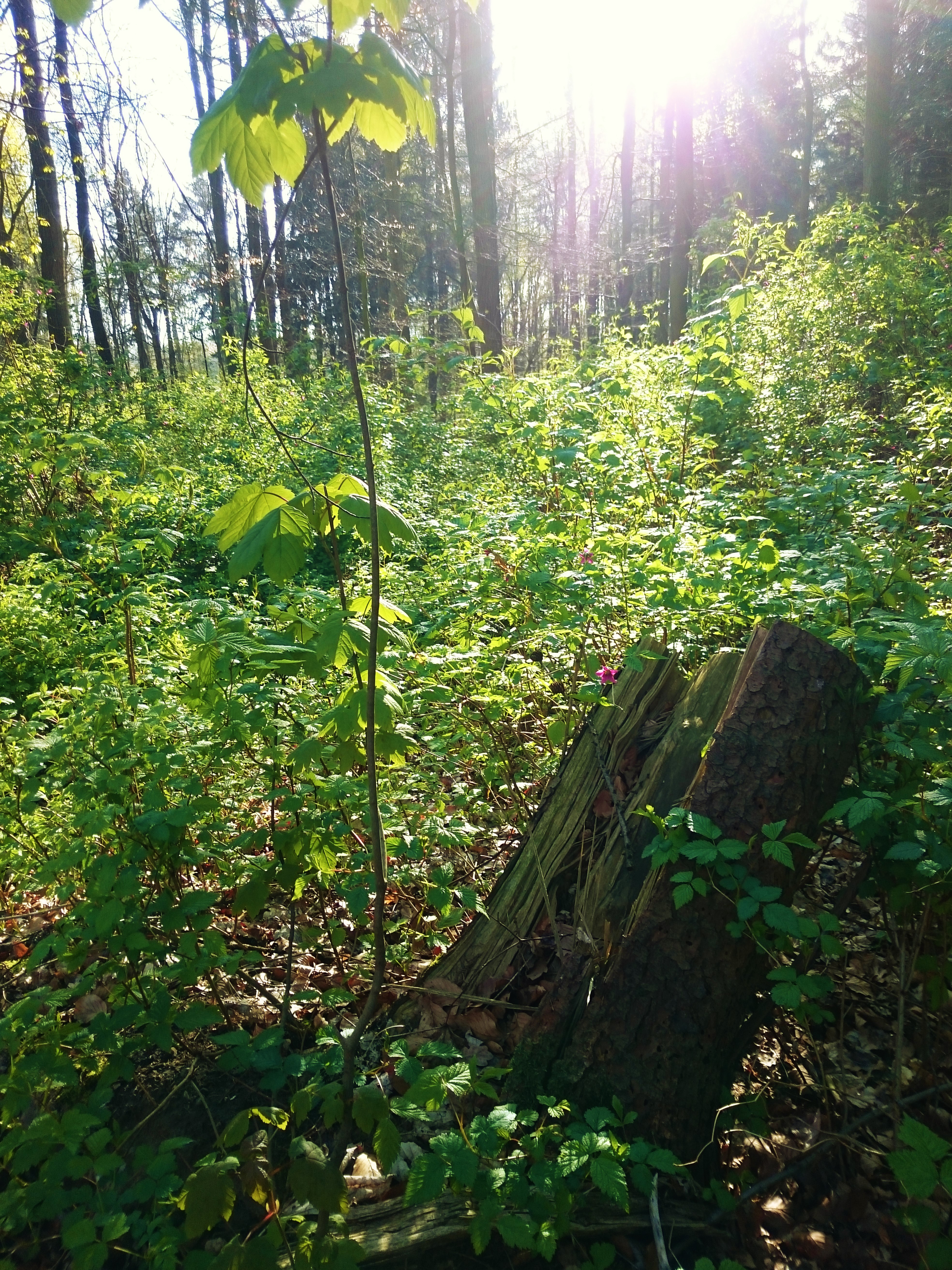 Tree Stump