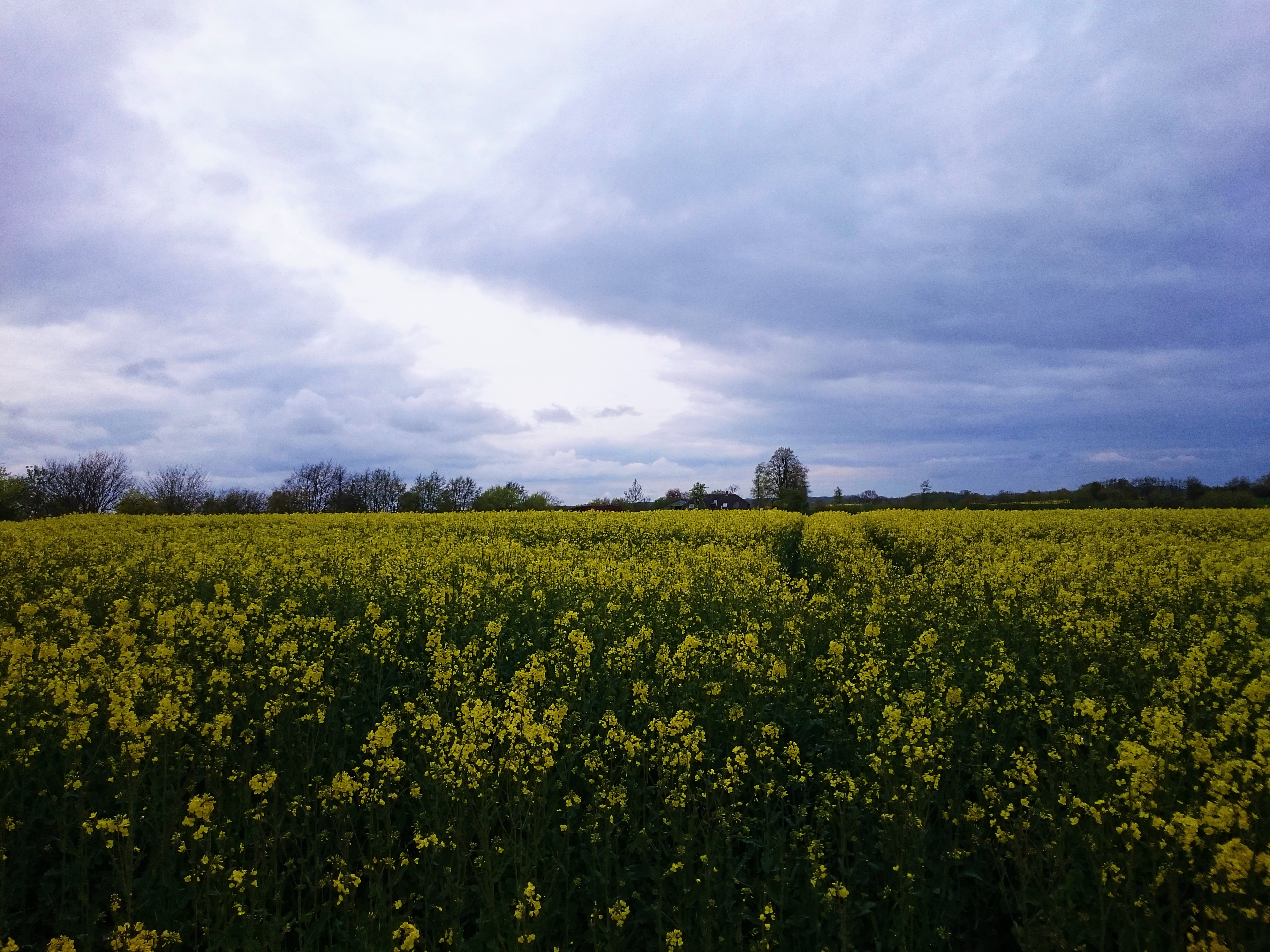 Canola Field