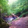 Tree Bridge