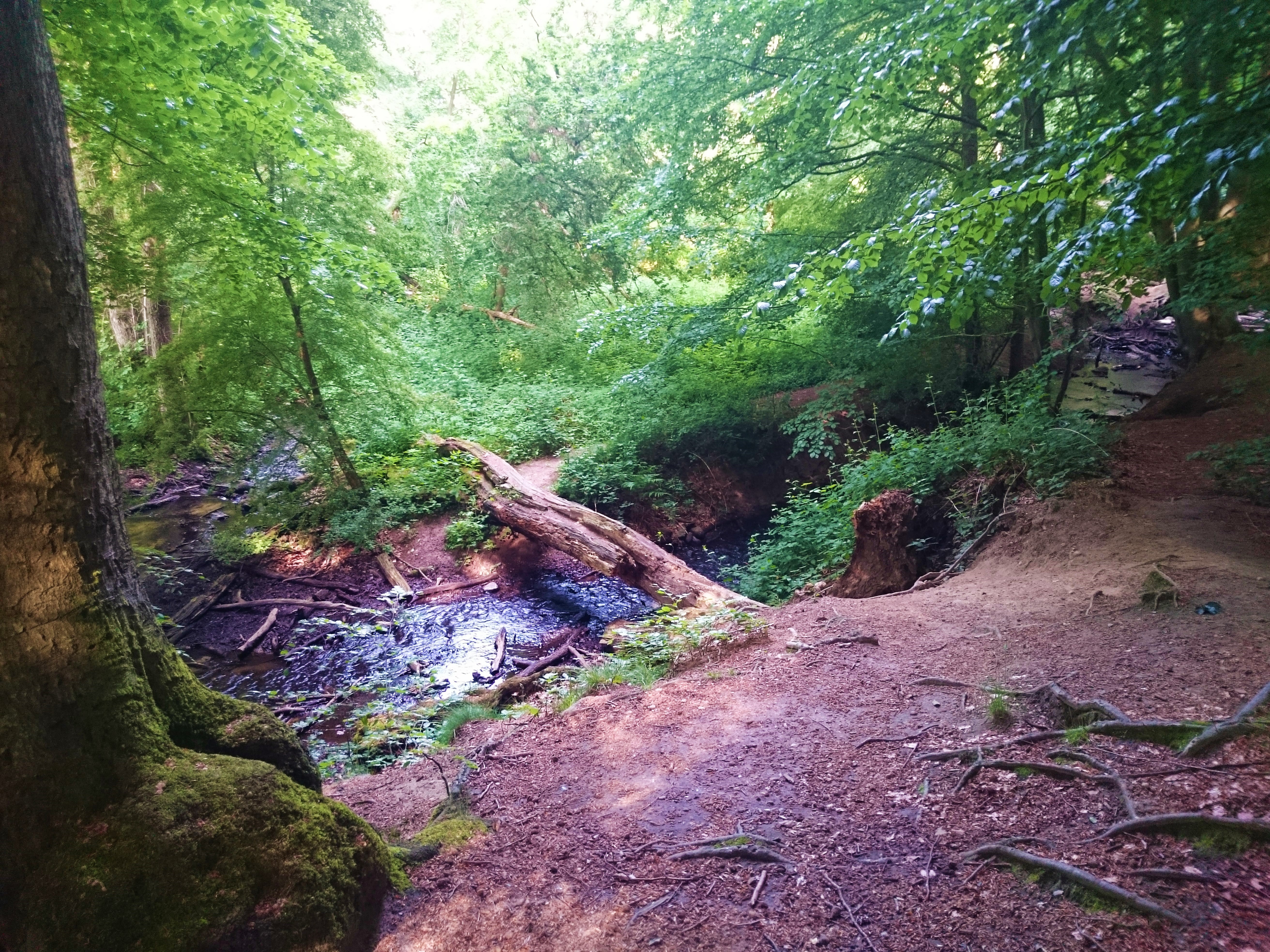 Tree Bridge