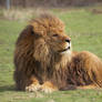 Resting Lion