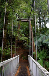 Tarra Bulga Walking Track