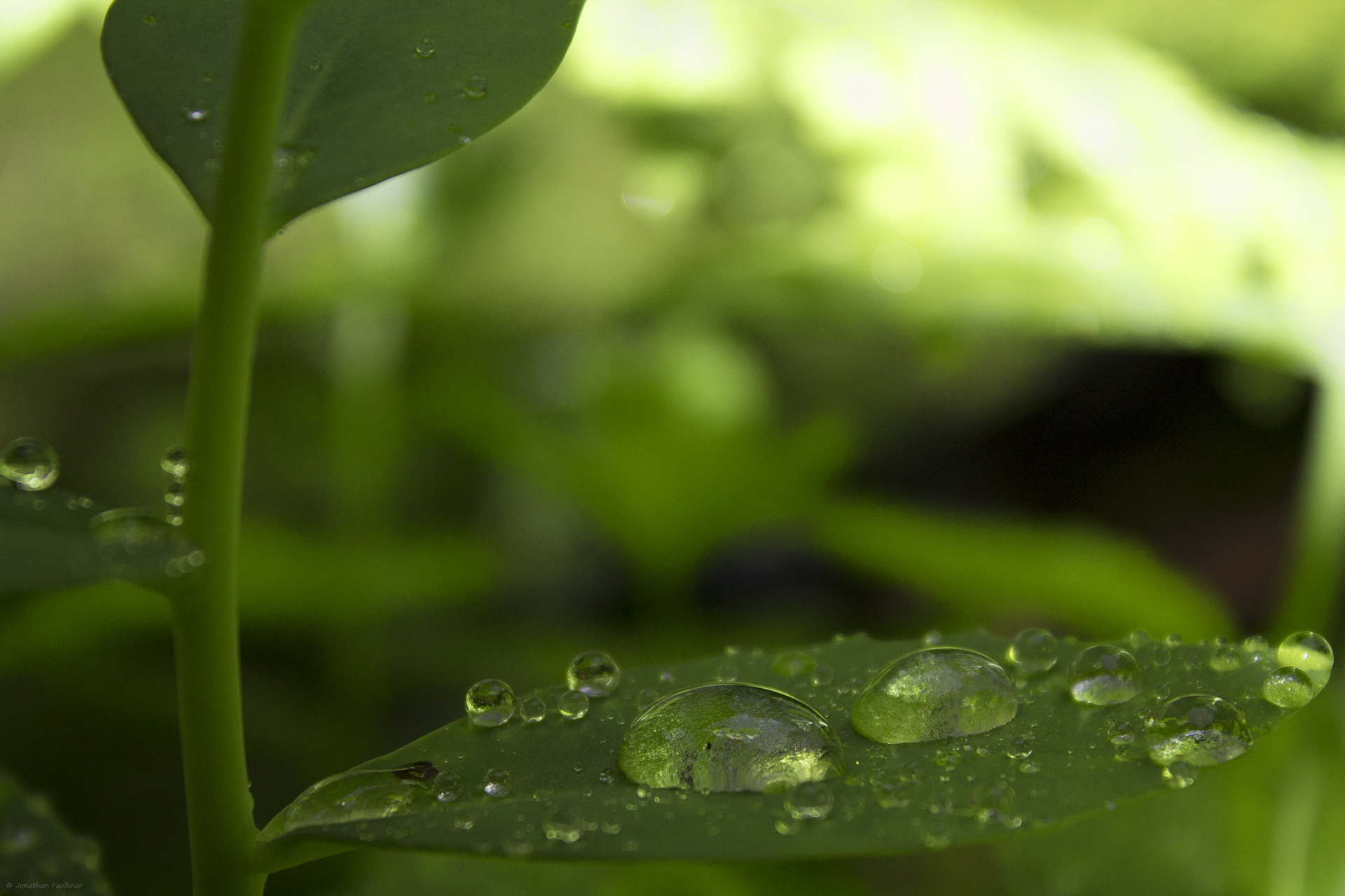 Water bubbles on leaf