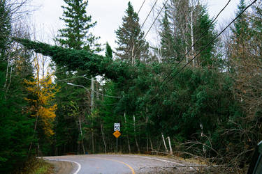 Tree fell down on power lines