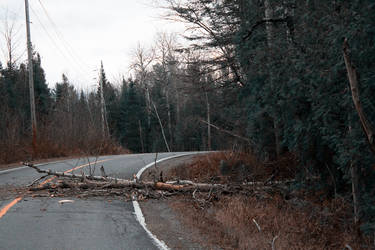 Trees on the road