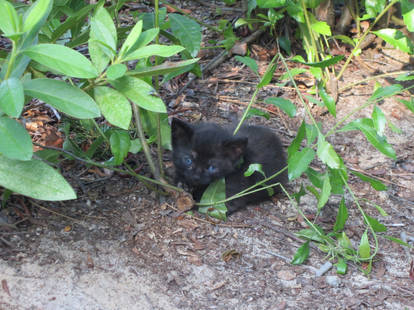 The Little Feral Black Kitten