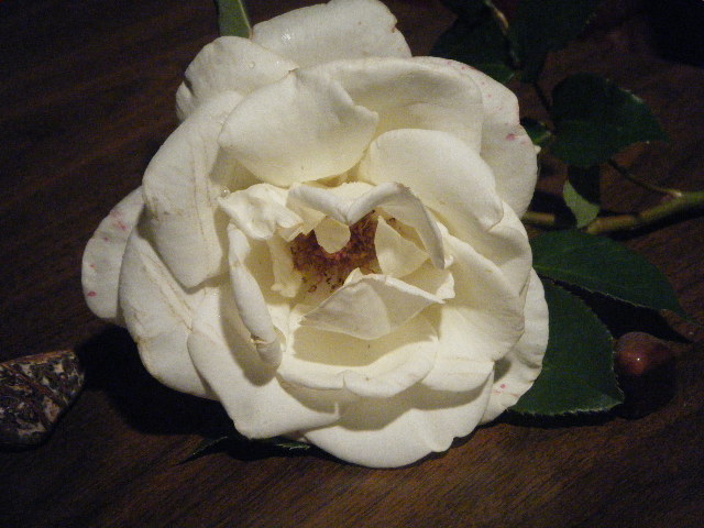 rose 4