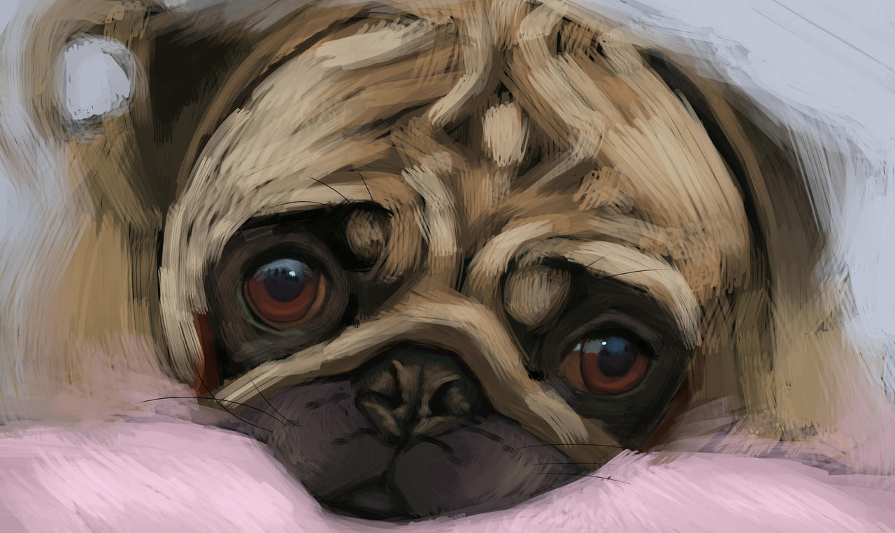 Quickee Pug