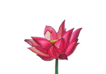 Copic Marker Exercise - Lotusflower