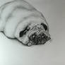 Fat Pug -- Finish