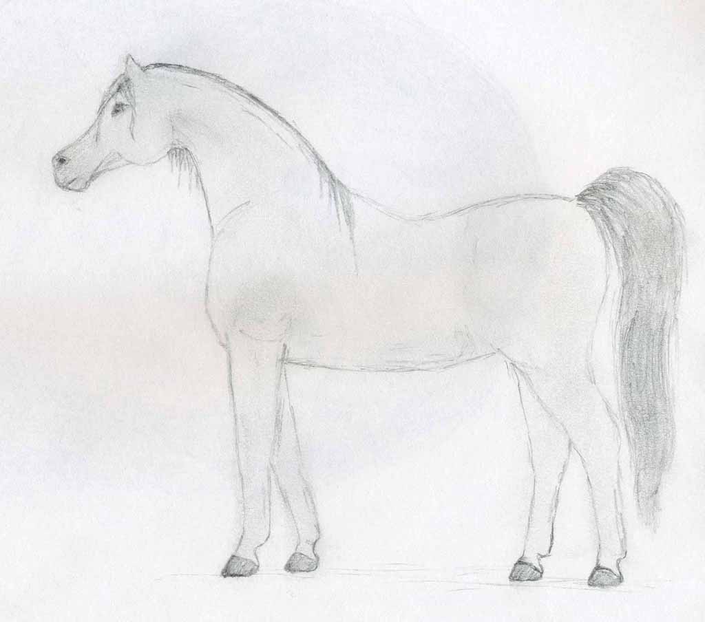 random horse drawing