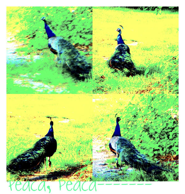 Peaca, Peaca by MsMuffinLady on DeviantArt