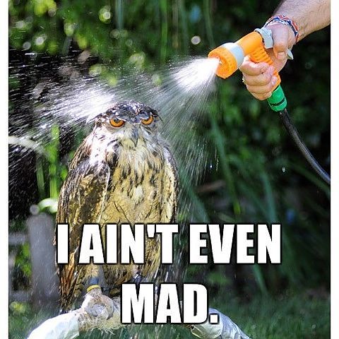 i aint even mad owl