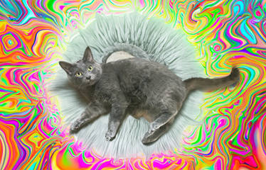 Psychedelic Kitty