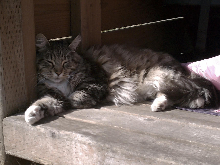 Nap In The Sun