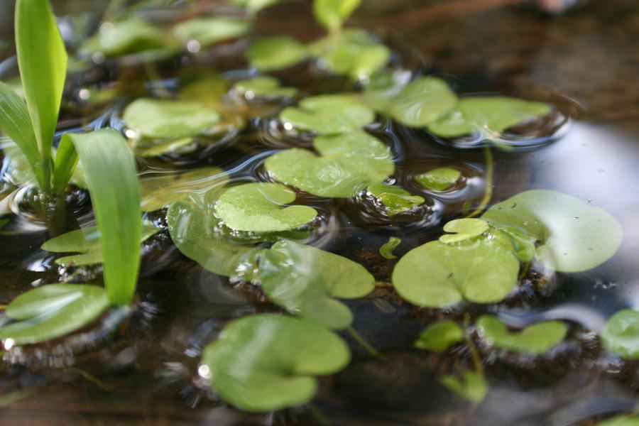 a small water garden