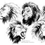 Lion Studies 10-7