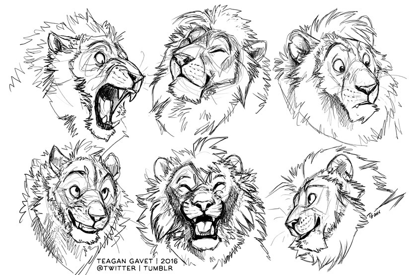 1-18-16 Lion Sketches