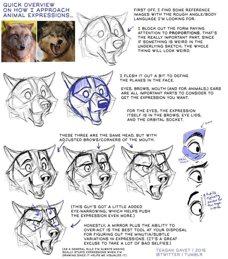 My Approach to Animal Expressions...