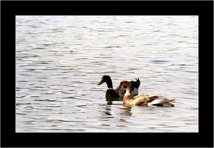 Mallard Couple